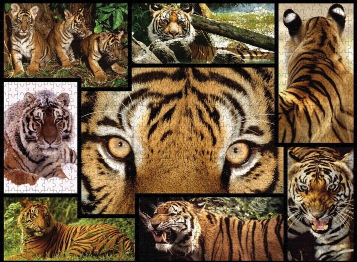 Ambassador Tigris - 1000 darabos készlet