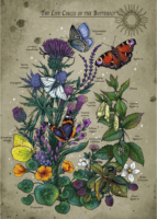 Ravensburger A Pillangó életciklusa 1000 darabos puzzle