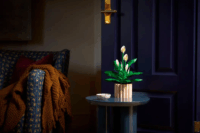 LEGO 11504 Botanicals - Vitorlavirág