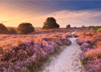 Ravensburger Gyönyörű Sétányok - Álomösvény Rózsaszínben 1000 Darabos Puzzle