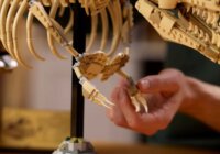 LEGO 76968 Jurassic World - Dinoszaurusz Maradványok : Tyrannosaurus Rex