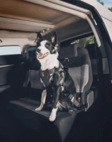 Zolux Travel Safe Autós biztonsági 41-60cm Kutya hám - Fekete