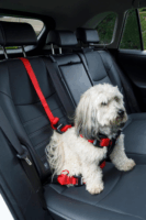 Zolux Travel Safe Autós biztonsági 40-66 cm Kutya hám - Fekete