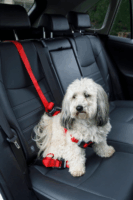 Zolux Travel Safe Autós biztonsági 40-66 cm Kutya hám - Fekete