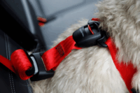 Zolux Travel Safe Autós biztonsági 40-66 cm Kutya hám - Piros