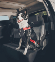 Zolux Travel Safe Autós biztonsági 40-66 cm Kutya hám - Piros