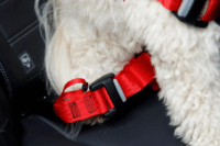 Zolux Travel Safe Autós biztonsági 40-66 cm Kutya hám - Piros