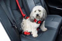 Zolux Travel Safe Autós biztonsági 40-66 cm Kutya hám - Piros