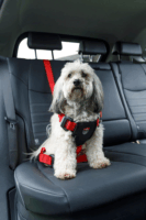 Zolux Travel Safe Autós biztonsági 40-66 cm Kutya hám - Piros