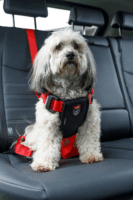 Zolux Travel Safe Autós biztonsági 40-66 cm Kutya hám - Piros