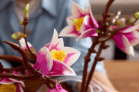 LEGO 11510 Botanicals - Magnóliaágak