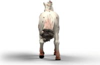 Schleich 14917 Horse Club - Knabstrupper Játékfigura