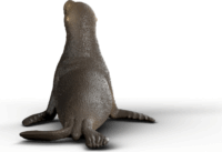 Schleich 14933 Wild Life - Oroszlánfóka Játékfigura