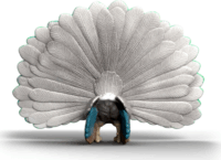 Schleich 14926 Farm World - Páva Játékfigura