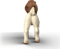 Schleich 14930 Farm World - Kecske Gida Játékfigura