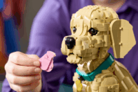 LEGO 11384 Icons - Golden Retriever kutyus