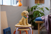 LEGO 11384 Icons - Golden Retriever kutyus