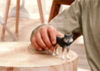 Schleich 14991 Wild Life Amerikai farkas játékfigura