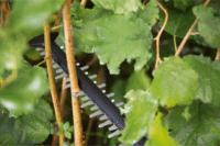 Bosch Universal HedgeCut 18V-55 Akkus Sövényvágó