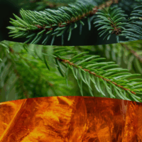 WoodWick Fraser Fir - Fraser Fenyő Illatgyertya 453g - Zöld
