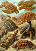 Cenega Publishing Ernst Haeckel Tengeri Teknősök 1000 Darabos Puzzle