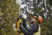 Dewalt DCMHT563N Akkumulátoros Sövényvágó (Akku és töltő nélkül)