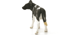 Schleich Holstein borjú figura