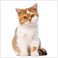 Realsystem 300 x 300mm 2023 Falinaptár - Kittens