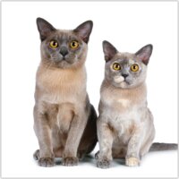 Realsystem 300 x 300mm 2023 Falinaptár - Kittens