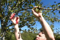 Felco 12 Classic metszőolló