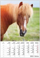 Toptimer 220 x 330mm 2022 Falinaptár - Lovak