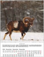 Toptimer 420 x 310mm 2022 Falinaptár - Vadászat