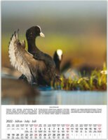 Toptimer 420 x 310mm 2022 Falinaptár - Vadászat