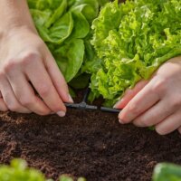 Gardena 13211-20 Micro Drip System T-csukló 4,6mm 3/16" (10 db / csomag)