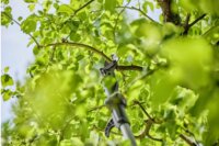 Gardena 14774-55 HighCut 250/18V Akkus teleszkópos ágvágó olló (Akku és töltő nélkül)