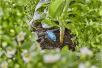 Gardena 13315-20 Micro-Drip-System Öntözőrendszer sorbaköthető Csepegtetőfej (10db / csomag)