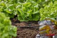 Gardena 13216-20 Micro-Drip-System Öntözőrendszer T-idom öntözőfej / fúvóka bekötéséhez 4,6mm (5db / csomag)