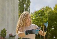 Gardena 11540-20 Kertész kesztyű Rózsametszéshez (M méret)