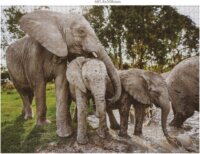 Ambassador Vadállat családok (Donal Boyd) - 3 x 1000 darabos puzzle