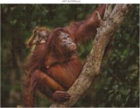 Ambassador Vadállat családok (Donal Boyd) - 3 x 1000 darabos puzzle