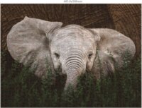 Ambassador Vadvilág (Donal Boyd) - 3 x 1000 darabos puzzle