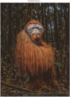 Ambassador Vadvilág (Donal Boyd) - 3 x 1000 darabos puzzle