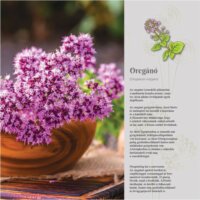 Toptimer 290 x 580mm 2024 Falinaptár - Gyógynövények, fűszerek