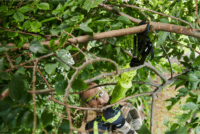 Ryobi OLP1832BX Akkumulátoros ágvágó (Akku és töltő nélkül)