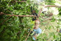 Ryobi OLP1832BX Akkumulátoros ágvágó (Akku és töltő nélkül)