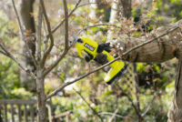 Ryobi RY18SCA-0 Akkumulátoros metszőolló (Akku és töltő nélkül)