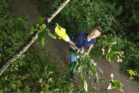 Ryobi RY18PLA-0 18V Akkumulátoros ágvágó (Akku és töltő nélkül)