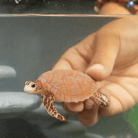 Schleich 14876 Wild Life Karib-tengeri teknős figura