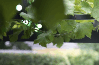 Lite Bulb Moments Smart Kültéri Okos hangulatvilágítás Fényfüzér 10m (3cm Gömb forma)