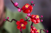 LEGO® Botanical Collection: 10369 - Szilvavirág